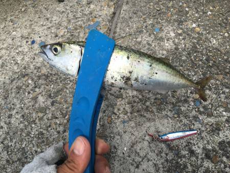 サビキ＋のませ