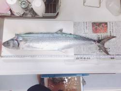 青物狙いでサゴシHIT！！