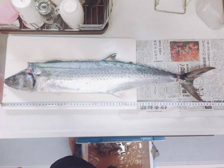 青物狙いでサゴシHIT！！