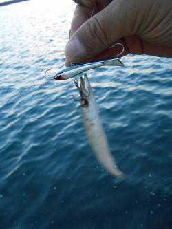 カマス祭り〜*\\(^o^)/*