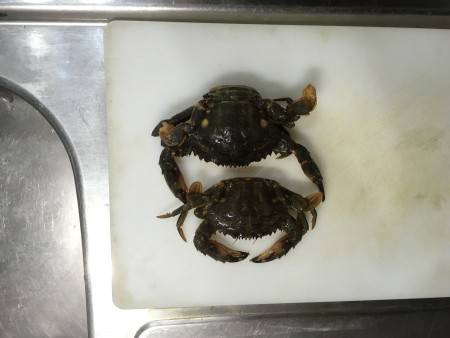 ポーアイ北公園にて釣行