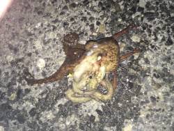 夜な夜なタコ釣り