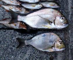 イサギ釣ったぞー