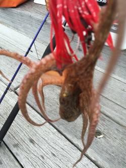 またタコ、最近タコばっかり