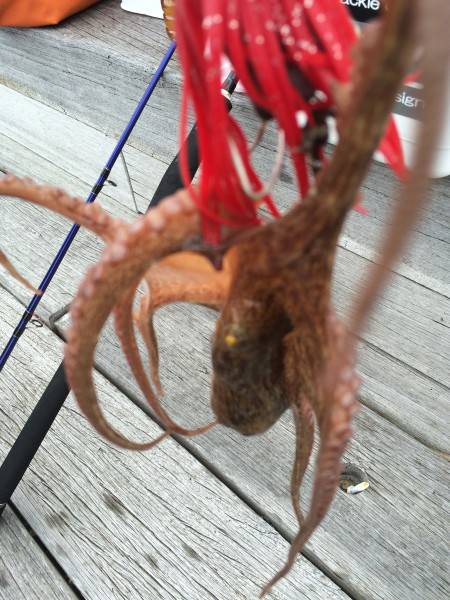 またタコ、最近タコばっかり