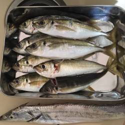 アジーっ!やっと見つけたぞ〜‼︎