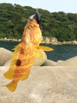 ロックフィッシュ・フラットフィッシュ釣行in竹野