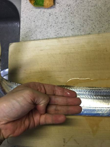 今期初タチウオ