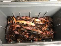 ロックロックロック!!