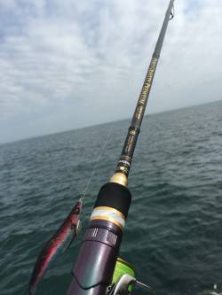 良型アジさんを求めて