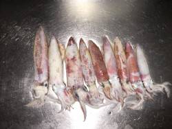 ケンサキ調査団