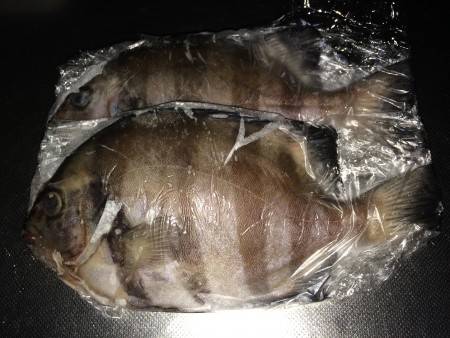 海水浴シーズンの釣行