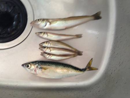 キス狙いでちょい投げ