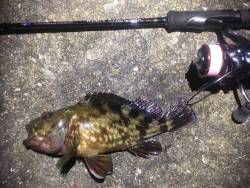 少しだけ、根魚遊び♪