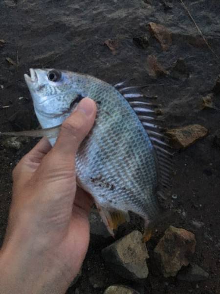 手乗りサイズばかり…