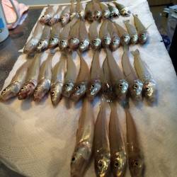 今日もホゲ回避´д` ;