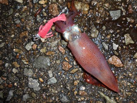 ケンサキエギング*\\(^o^)/*