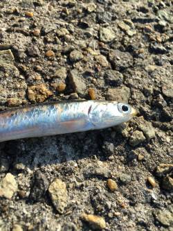 お遊びで太刀魚