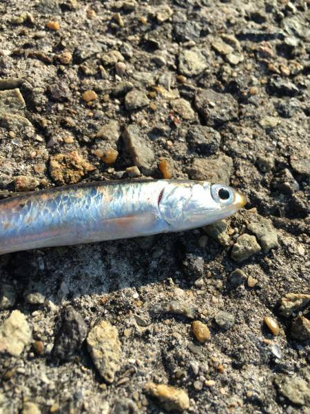 お遊びで太刀魚