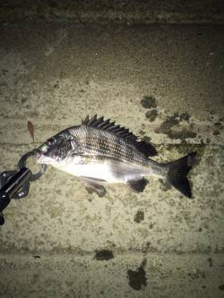 淀川にてキビレ