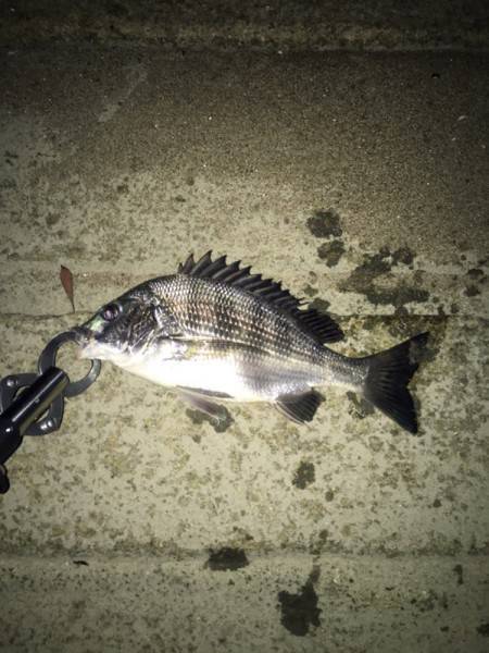 淀川にてキビレ