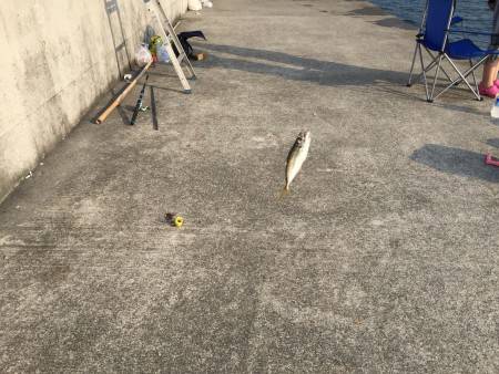 アジ、サヨリ、サバ、イワシ