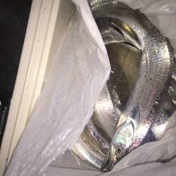 太刀魚キター！