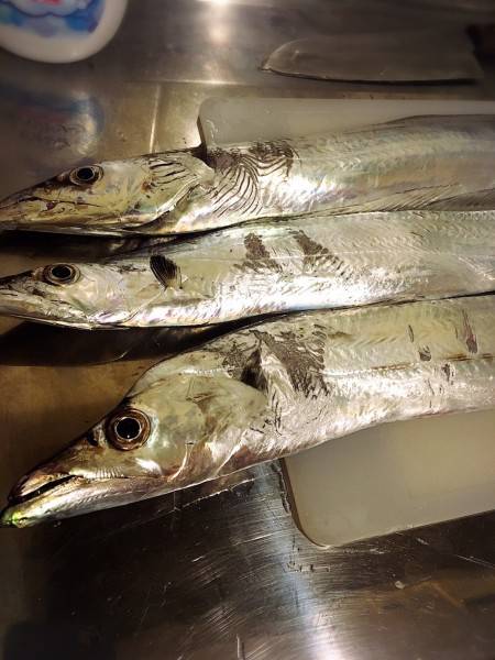 来た！シーズンイン！助松激アツ！