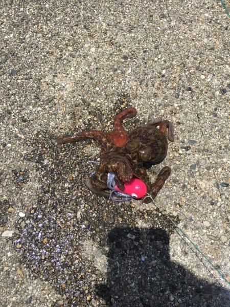 チヌ釣り+タコ釣り