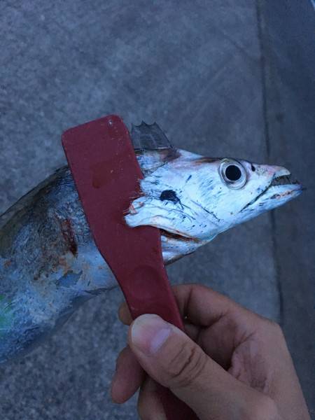 ムッシュ崇之の師匠によるサーベリング