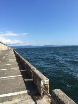 アコウ初ヒット