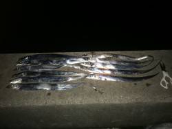 今日は小タチばかり