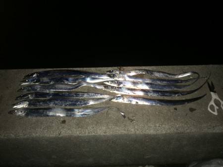 今日は小タチばかり