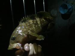 舞鶴 五目のませ