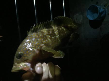 舞鶴 五目のませ