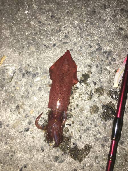 ヒイカみたいな