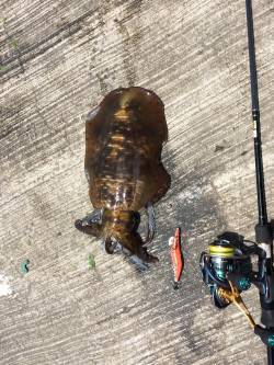 久しぶりのエギング