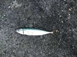 リベンジのはずが…