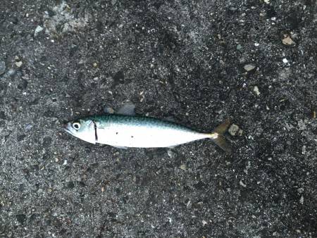 リベンジのはずが…