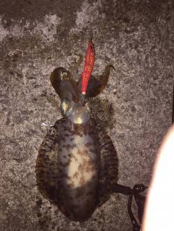 田ノ浦エギング7回目