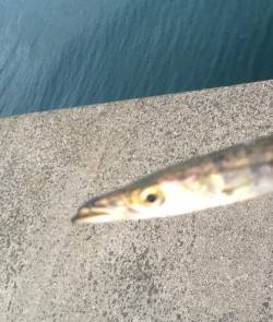 ライトゲーム♪♪