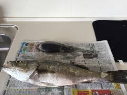 シーバスとイカ