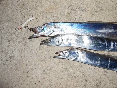 夏太刀魚ゲット〜*\\(^o^)/*