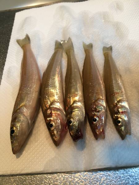 アテにはなるか、、、