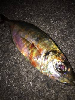 短時間アジングぅ