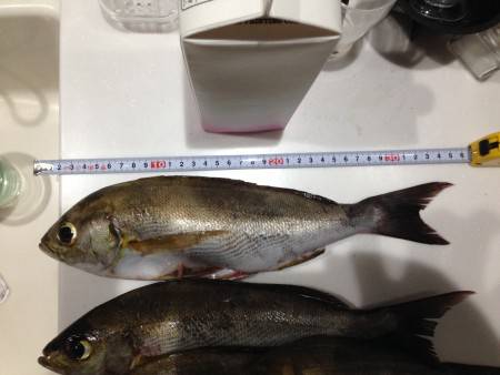 イサギ釣ったぞー