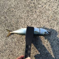 またまたアジング