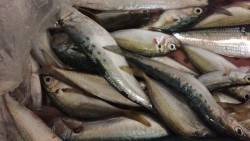 久々のサビキの日