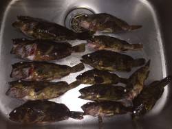 ガシラ25cm、タケノコメバル25cm越