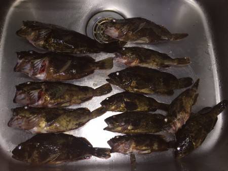 ガシラ25cm、タケノコメバル25cm越